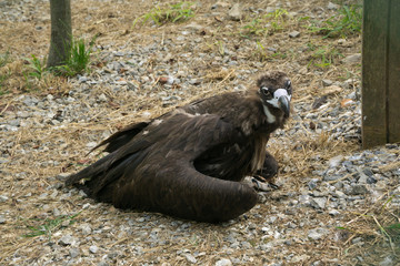 Aegypius monachus in the zoo