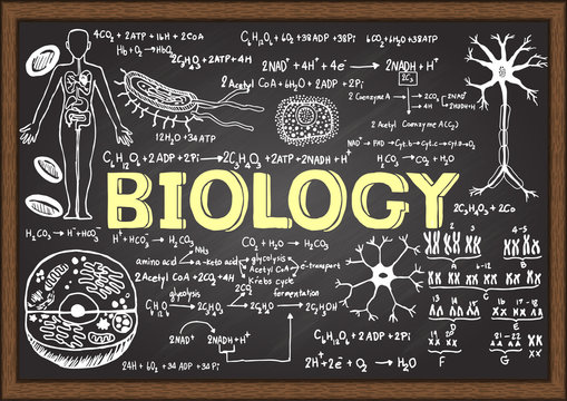 Hand drawn biology on chalkboard.