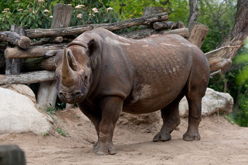 Nashorn