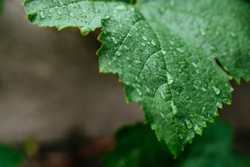 closeup of raindrops on grape leaves