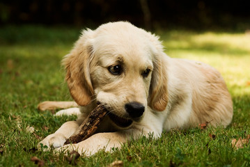 Golden Retriever Welpe