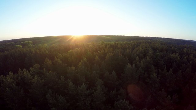 Flight above the green coniferous forest at dawn - aerial survey