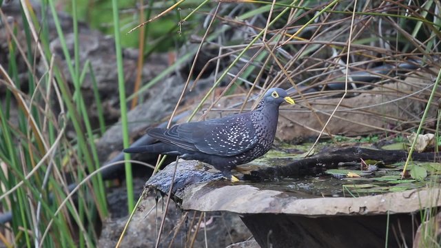 African Olive (Rameron) Pigeon drinking water from a pond