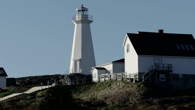 Running Dog at Cape Spear