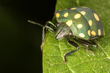 Green ladybug on leaf close up