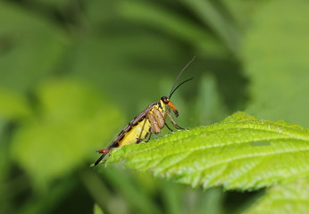 Porträt einer Skorpionsfliege