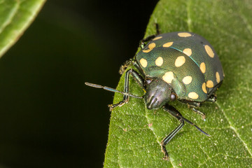 Green ladybug on leaf close up