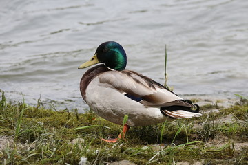 Männliche Stockente