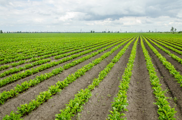 Field of young beets
