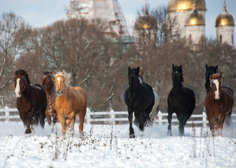 Herd of horses running on the snow field