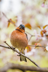 Chaffinch sitting on the sakura tree