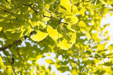 Yellowish green ginkgo leaves