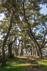 Fototapeta premium trail in a pine forest with sunlight