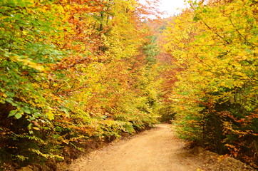 Path in the forest in autumn season