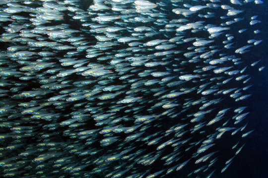 Schooling Yellow Sweepers (Parapriacanthus Ransonneti), South Ari Atoll, Maldives