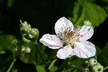 Pink wild rose with beautiful petals
