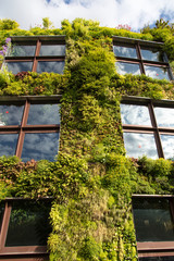 Pared verde. Textura de la vegetación que trepa en edificio. París.