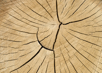 Fototapeta premium Cut tree cracked rings closeup