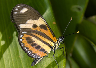 Fototapeta na wymiar Butterfly on leaf close up - macro butterfly side view