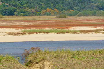 Fototapeta na wymiar sandy shore of the Nakdong River