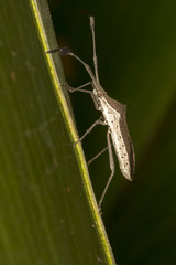 Little insect on leaf close up - Macro little bug vertical photo