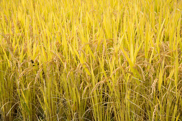 full ripen rice in autumn