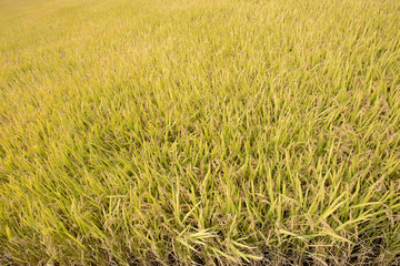Fototapeta premium full ripen golden rice paddy in autumn