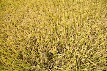 full ripen golden rice paddy in autumn
