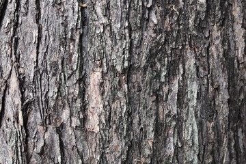 tree bark texture