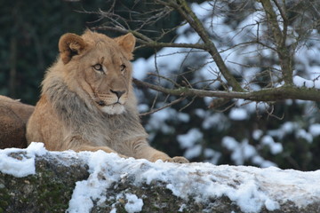 Adult african lion resting on a large stone.