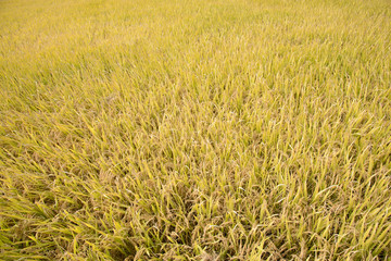 Fototapeta premium full ripen golden rice paddy in autumn