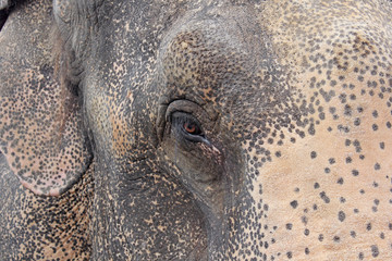 Head of the Indian elephant close-up