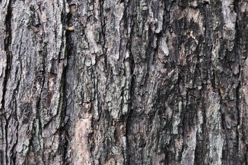 tree bark texture
