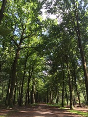 Obraz premium forrest trees