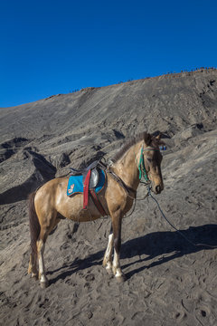 Donkey in Mount Bromo Indonesia