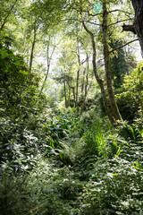 Jungle im Urwald