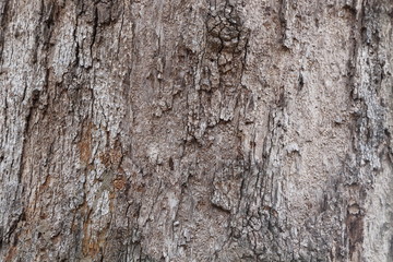tree bark texture