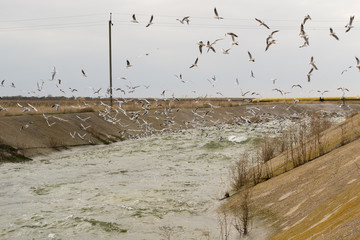 Seagulls flying in sky above canal