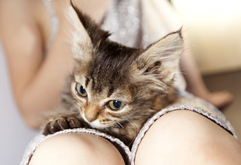 little kitty on your lap