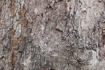 tree bark texture