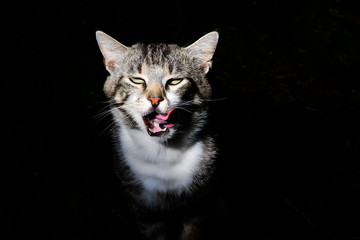  Cat with rolled eyes licked