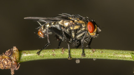 Close up red eyes fly lateral view