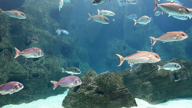 View of huge aquarium at the zoo with many fish swimming slowly above rocky sea bed with oxygen bubbles emerging here and there.