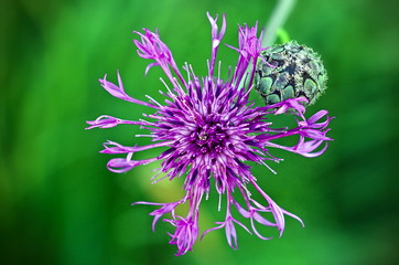 Die Farbe Lila: Kornblume mit Knospe