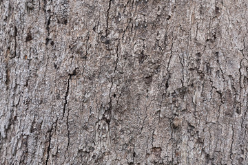tree bark texture