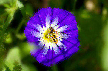 Schwebefliege auf blau-weißer Blüte