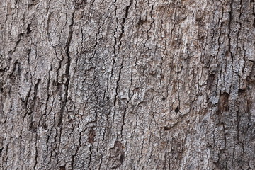 tree bark texture