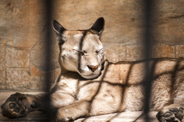 Puma lying in zoo cage in sunny day