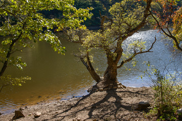 Fototapeta premium old tree at a shore in Jusanji