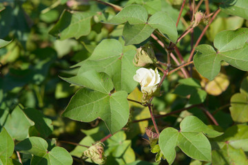 cotton farm field